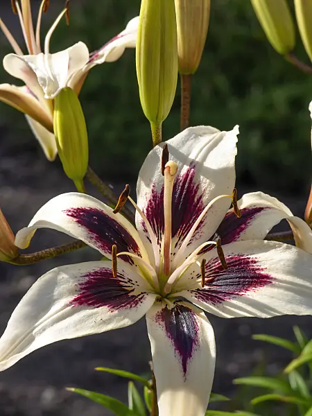 449050 - Asiatic lily (Lilium Purple Rain)