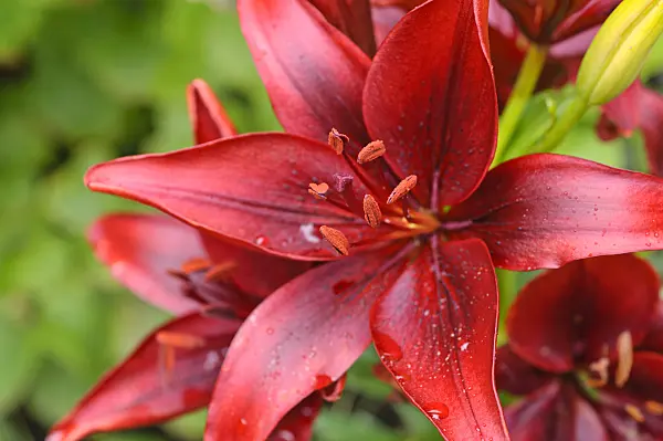 474250 - Asiatische Lilie (Lilium Blackout)