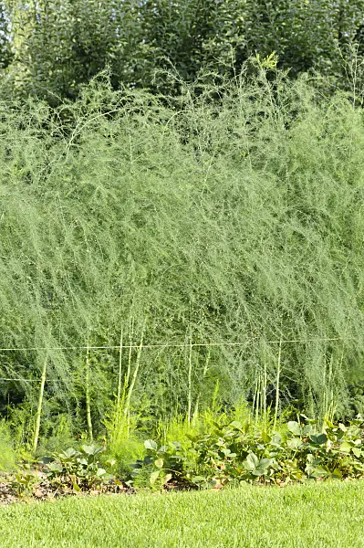 487012 - Asparagus officinalis