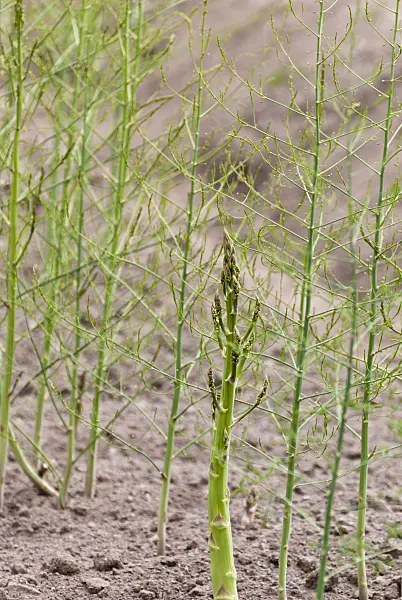 511326 - Asparagus officinalis