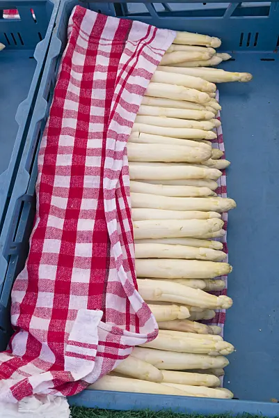 543022 - Asparagus officinalis