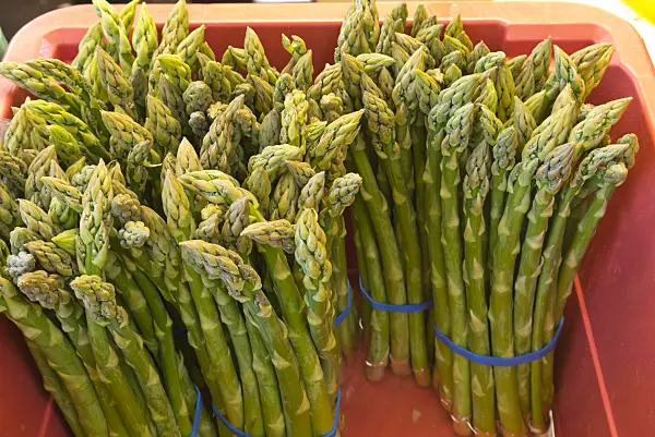 544175 - Asparagus officinalis