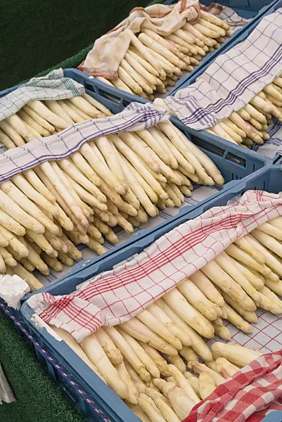 545111 - Asparagus officinalis