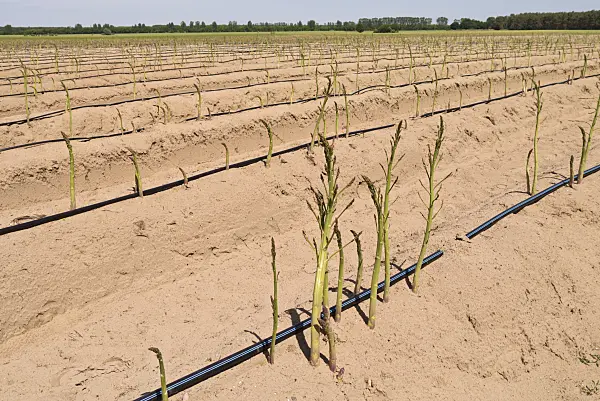 545154 - Asparagus officinalis