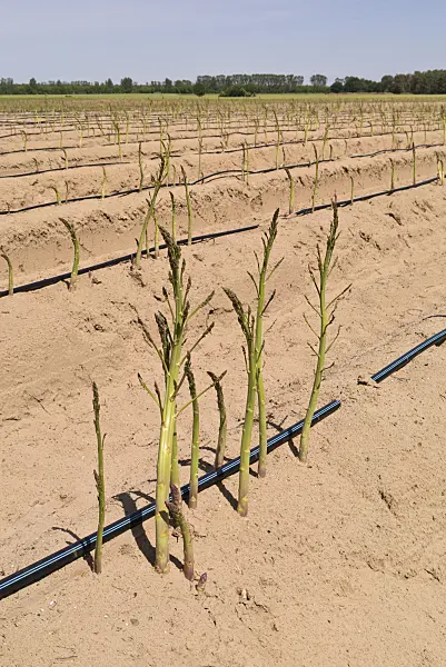 545155 - Asparagus officinalis