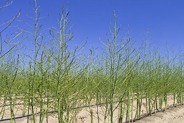 546002 - Asparagus officinalis