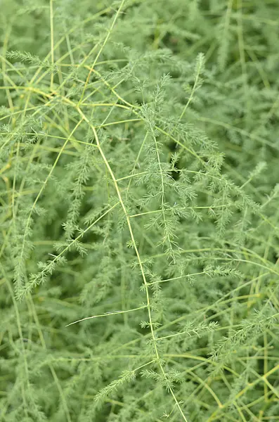 547368 - Asparagus officinalis