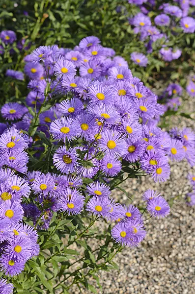 522030 - Aspen fleabane (Erigeron speciosus 'Adria')