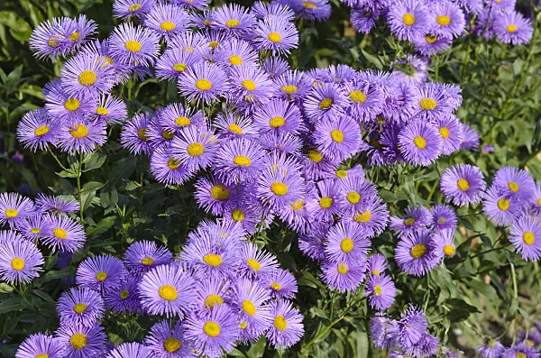 522031 - Aspen fleabane (Erigeron speciosus 'Adria')