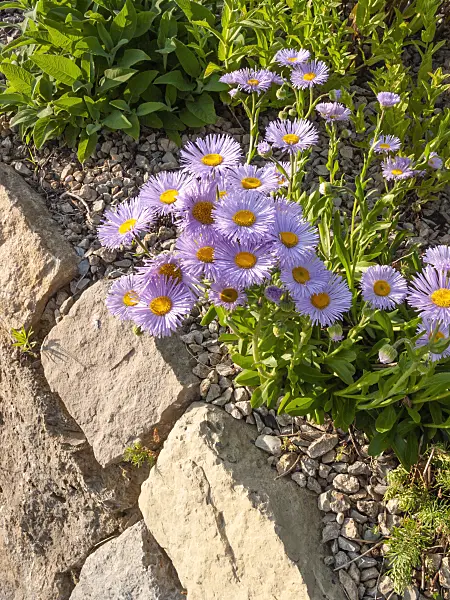 402030 - Aspen fleabane (Erigeron speciosus 'Dominator')