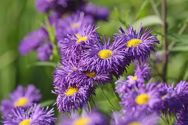 485197 - Aspen fleabane (Erigeron speciosus 'Dominator')