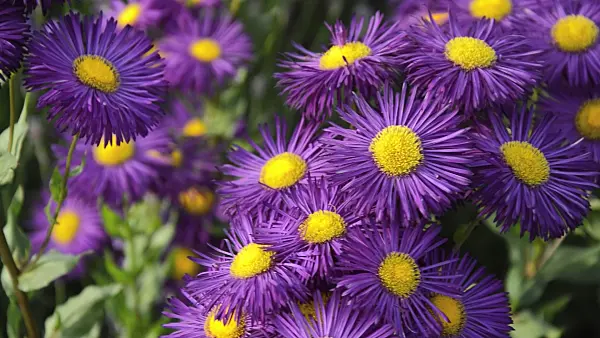 509133 - Aspen fleabane (Erigeron speciosus 'Dominator')