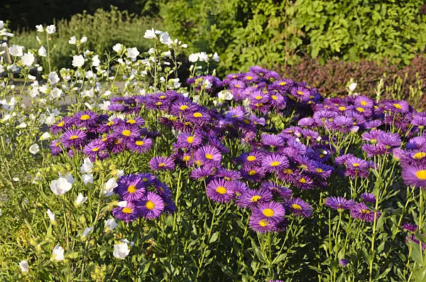 534031 - Aspen fleabane (Erigeron speciosus 'Dominator')