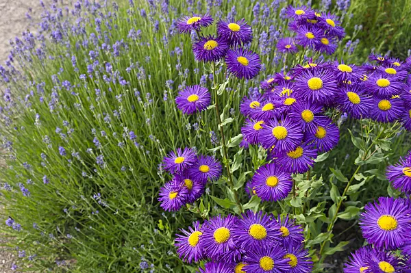 509125 - Aspen fleabane (Erigeron speciosus 'Dominator') and common lavender (Lavandula angustifolia)