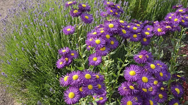 509132 - Aspen fleabane (Erigeron speciosus 'Dominator') and common lavender (Lavandula angustifolia)