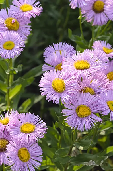 497261 - Aspen fleabane (Erigeron speciosus 'Rosa Triumph')