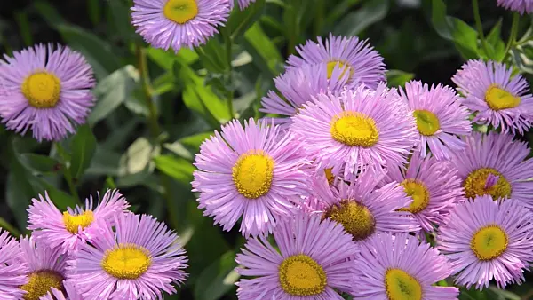 497274 - Aspen fleabane (Erigeron speciosus 'Rosa Triumph')