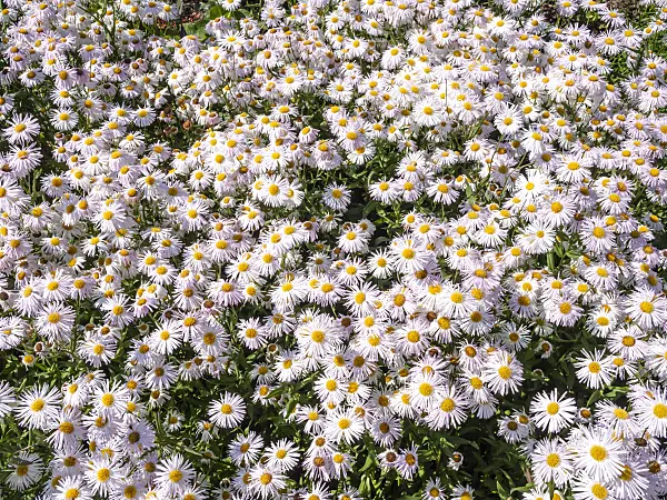 439241 - Aspen fleabane (Erigeron speciosus 'Sommerneuschnee')