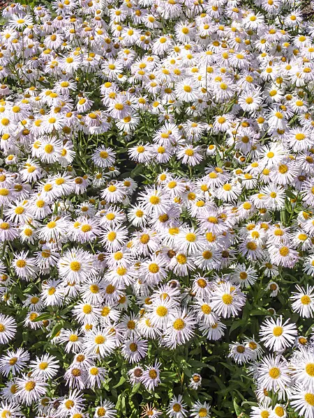 439242 - Aspen fleabane (Erigeron speciosus 'Sommerneuschnee')