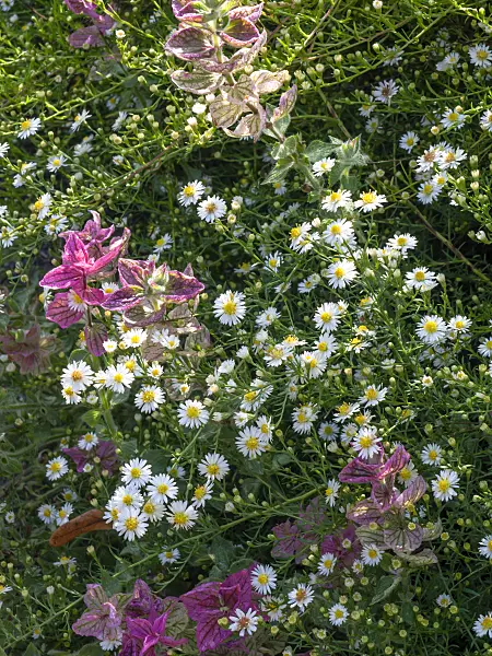 442095 - Aspen fleabane (Erigeron speciosus 'Sommerneuschnee')