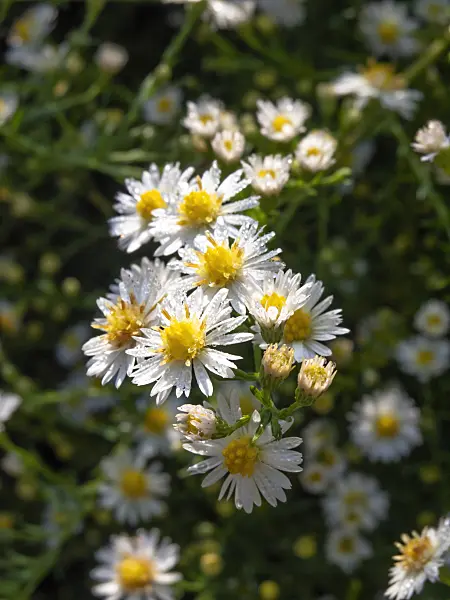 442096 - Aspen fleabane (Erigeron speciosus 'Sommerneuschnee')