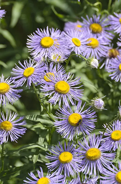 497086 - Aspen fleabane (Erigeron speciosus var. macranthus)