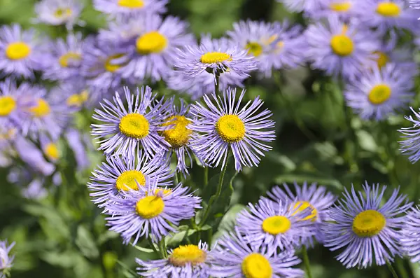 497087 - Aspen fleabane (Erigeron speciosus var. macranthus)