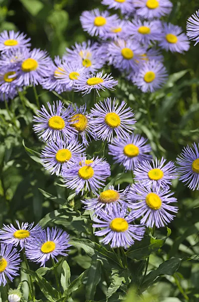 497088 - Aspen fleabane (Erigeron speciosus var. macranthus)