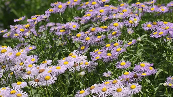 497123 - Aspen fleabane (Erigeron speciosus var. macranthus)