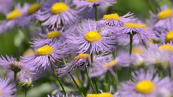 497124 - Aspen fleabane (Erigeron speciosus var. macranthus)