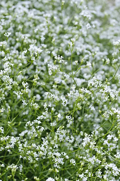 473007 - Aspérule des teinturiers (Asperula tinctoria)