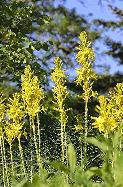 520256 - Asphodeline brevicaulis