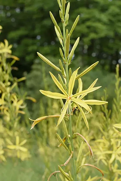 570002 - Asphodeline liburnica