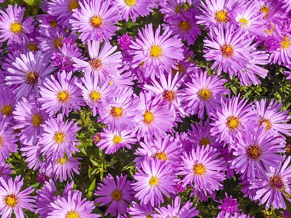 418011 - Aster (Aster)