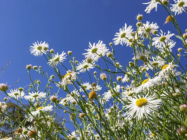 418027 - Aster (Aster)
