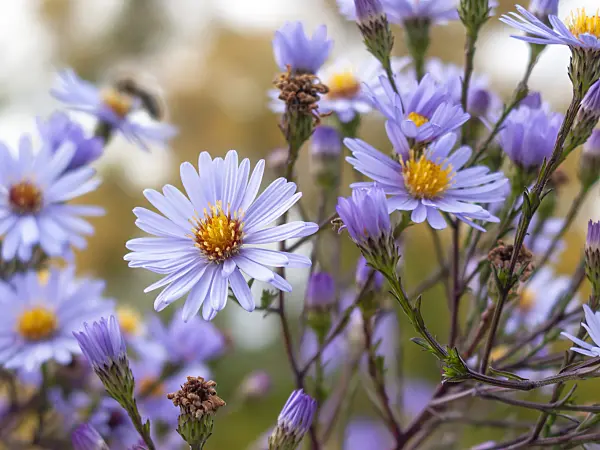 418033 - Aster (Aster)