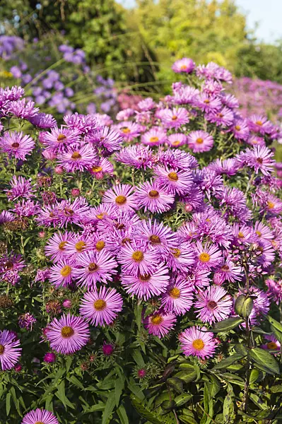 512102 - Aster (Aster)
