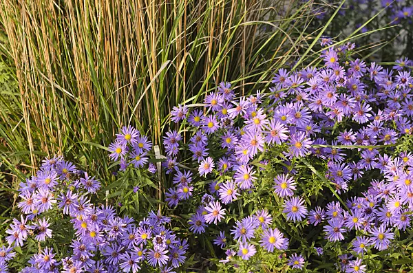 537022 - Aster (Aster)