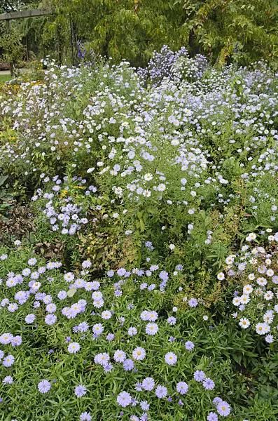 549027 - Aster (Aster)