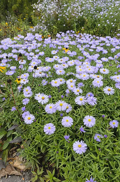 549028 - Aster (Aster)