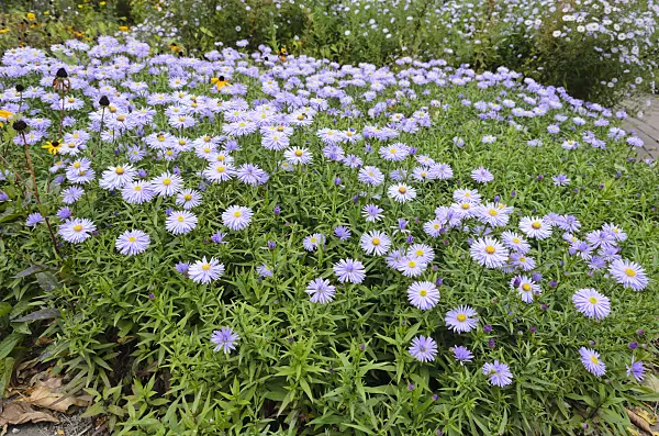 549029 - Aster (Aster)