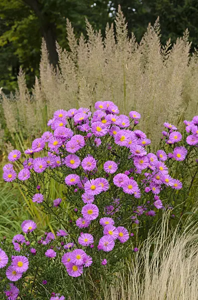 549033 - Aster (Aster)