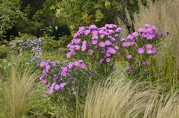 549034 - Aster (Aster)