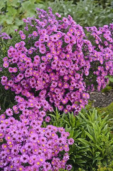 549080 - Aster (Aster)