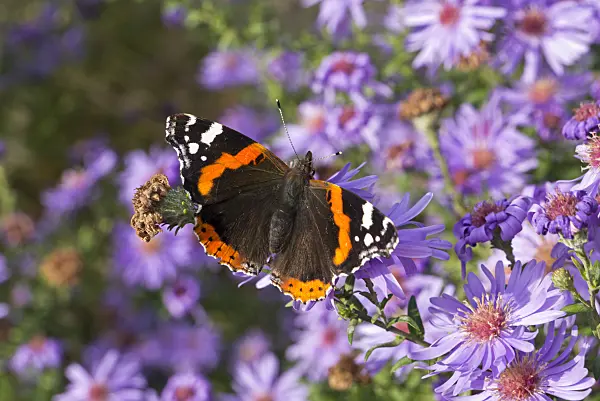 609049 - Aster (Aster) and red admiral (Vanessa atalanta)