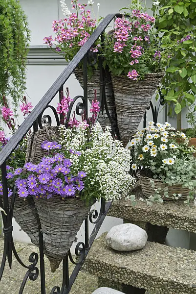 544171 - Aster (Aster), butterfly gaura (Gaura lindheimeri), sweet alyssum (Lobularia maritima), daisy (Leucanthemum) and Nemesia