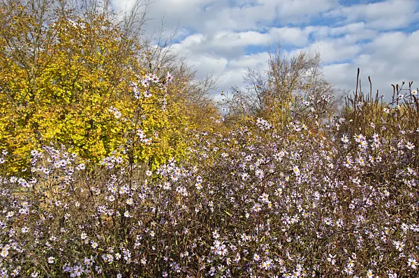 514001 - Aster (Aster laevis)