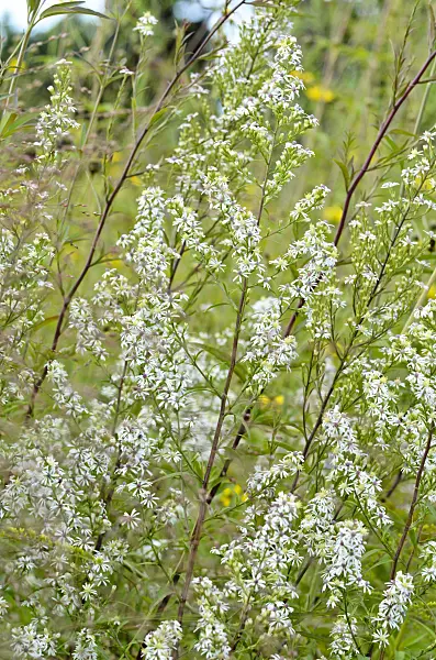 500037 - Aster (Aster laterifolius)