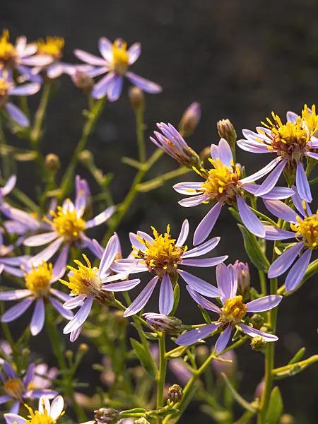 429062 - Aster (Aster sedifolius subsp. canus)