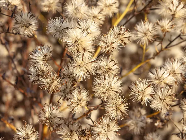 431085 - Aster (Aster sedifolius subsp. canus)